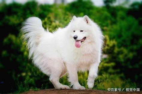 全白的狗|白色犬种大全及图片（附：纯白色狗狗品种名称） – 阿。